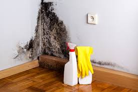 Why You Should Choose Our Mold Remediation Services in Somerton, AZ